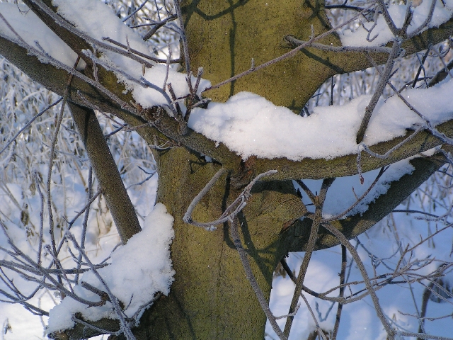 Mein Freund der Baum ...