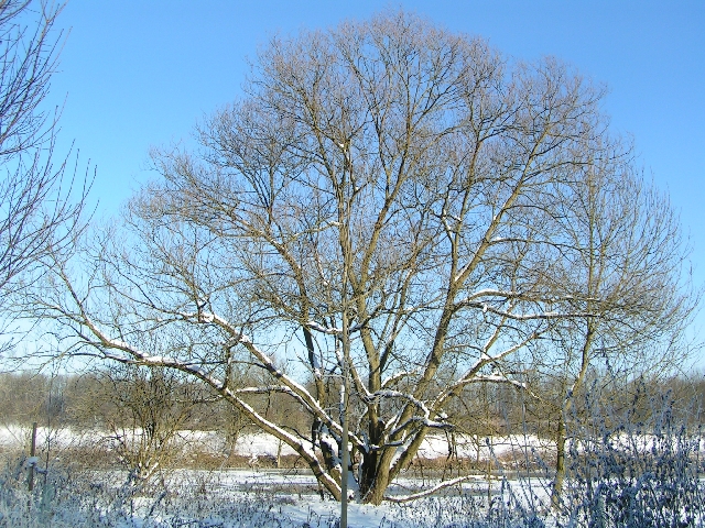 ... reckt sich zum Himmel