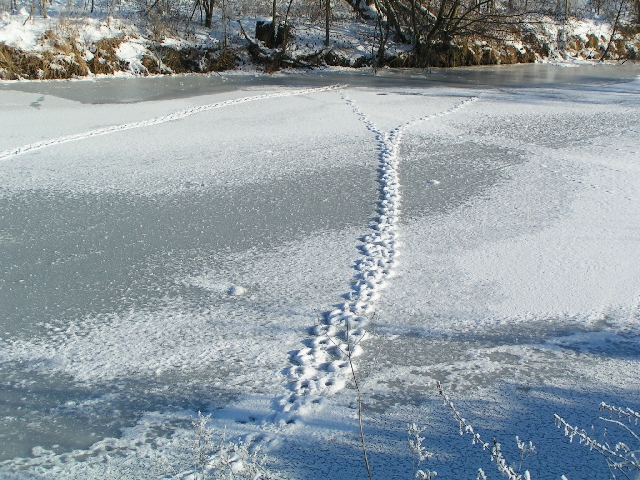 Deine Spuren im Eis ...